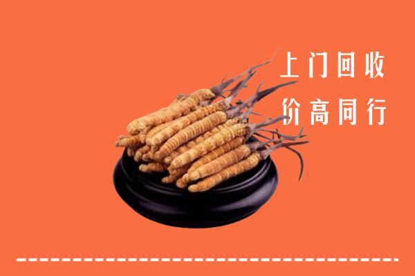 高价求购：江门回收散虫草